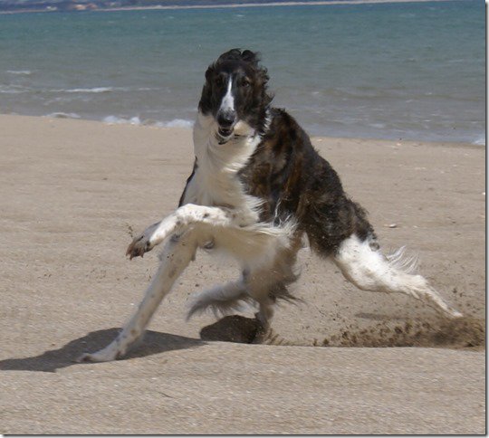 Sneaking Into The Garden Cute Cats And Dogs Borzoi Dog Wolfhound Dog